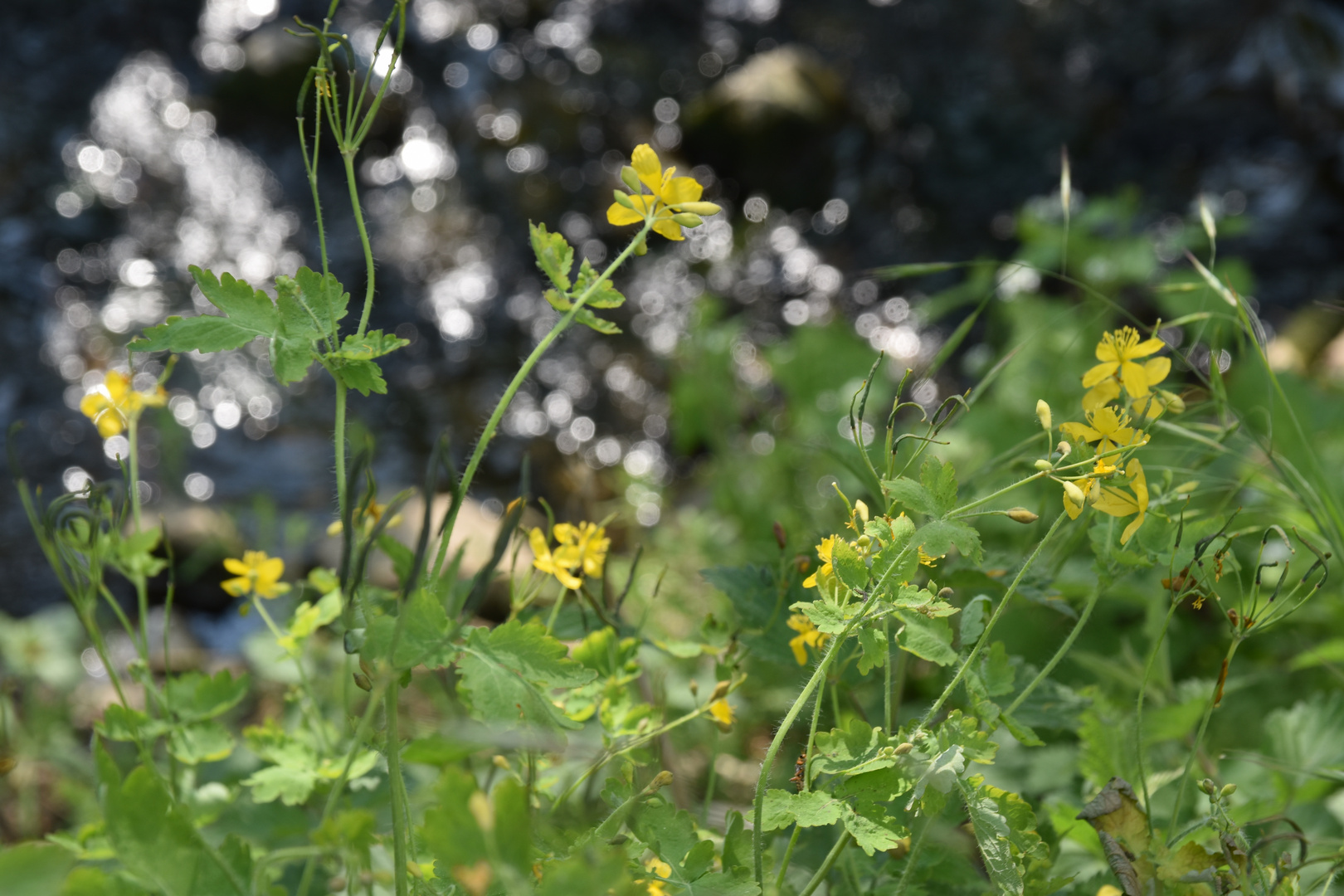 flusslauf