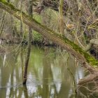 Flusslauf der Wetter - NSG Salzwiesen von Münzenberg (Wetterau)  -2-