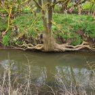 Flusslauf der Wetter - NSG Salzwiesen von Münzenberg (Wetterau)  -3-