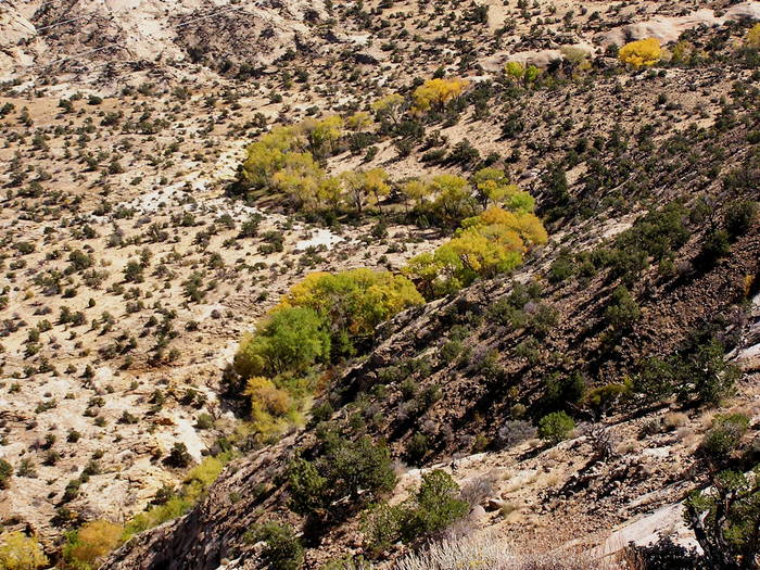 Flußlauf im Grand Staicase Escalante