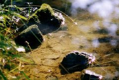 Flusslauf im Märchenland