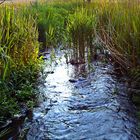 Flusslauf in Leezen