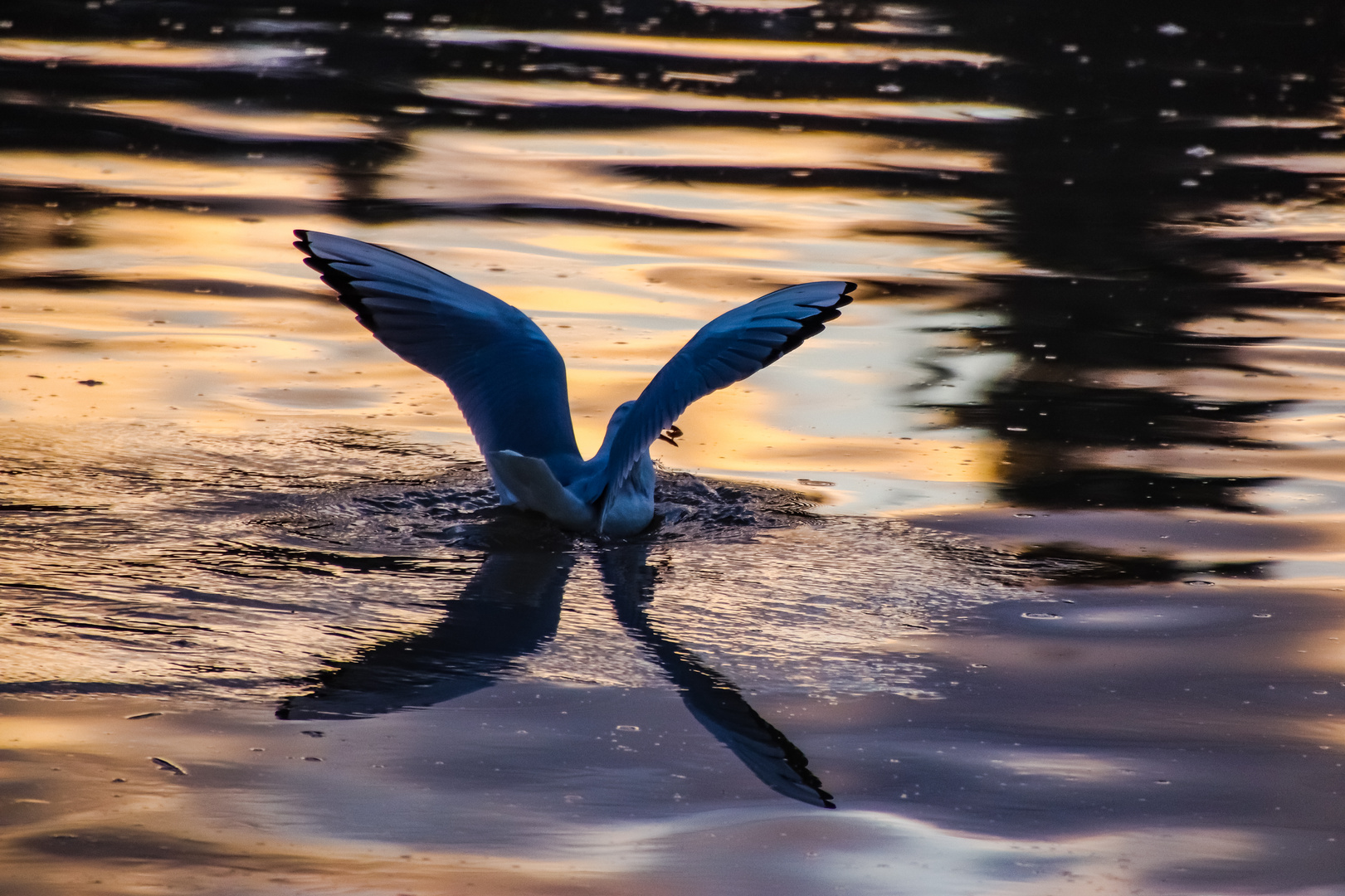 Flussmöwe beim Fischfang 