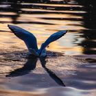 Flussmöwe beim Fischfang 