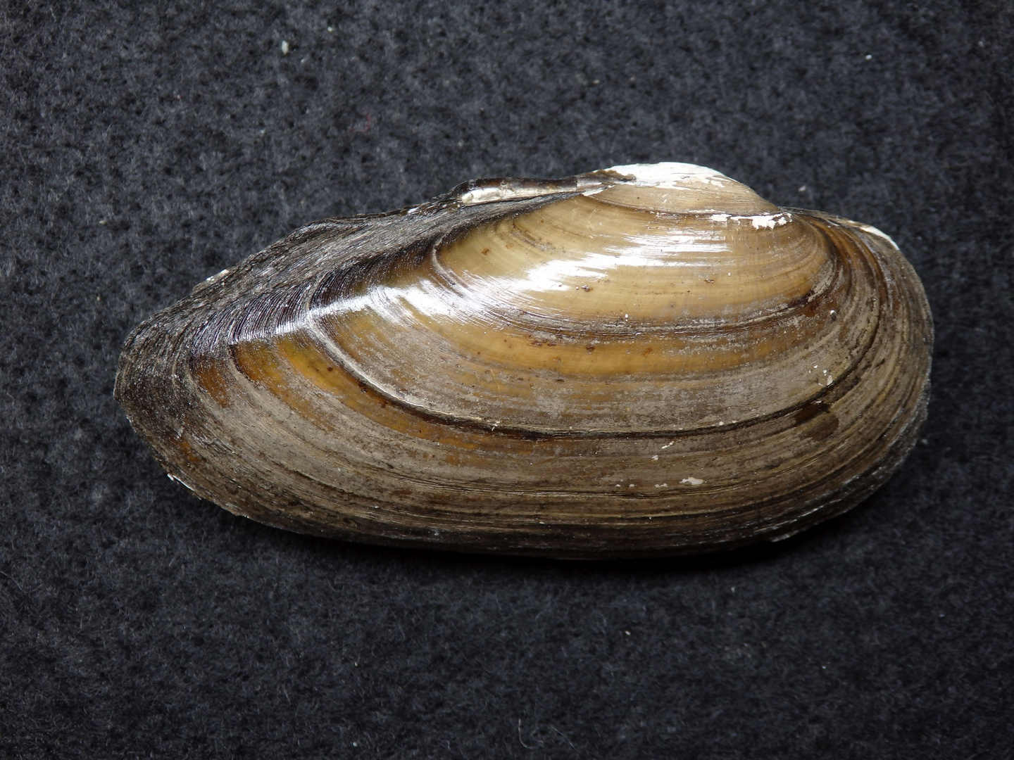 Flussmuschel (Malermuschel) Unio oictorum Foto & Bild tiere