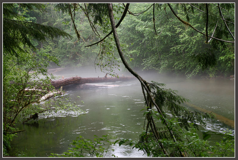 Flußnebel im einzigen kanadischen Regenwald