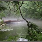 Flußnebel im einzigen kanadischen Regenwald