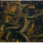 Flussneunaugen beim Ablaichen