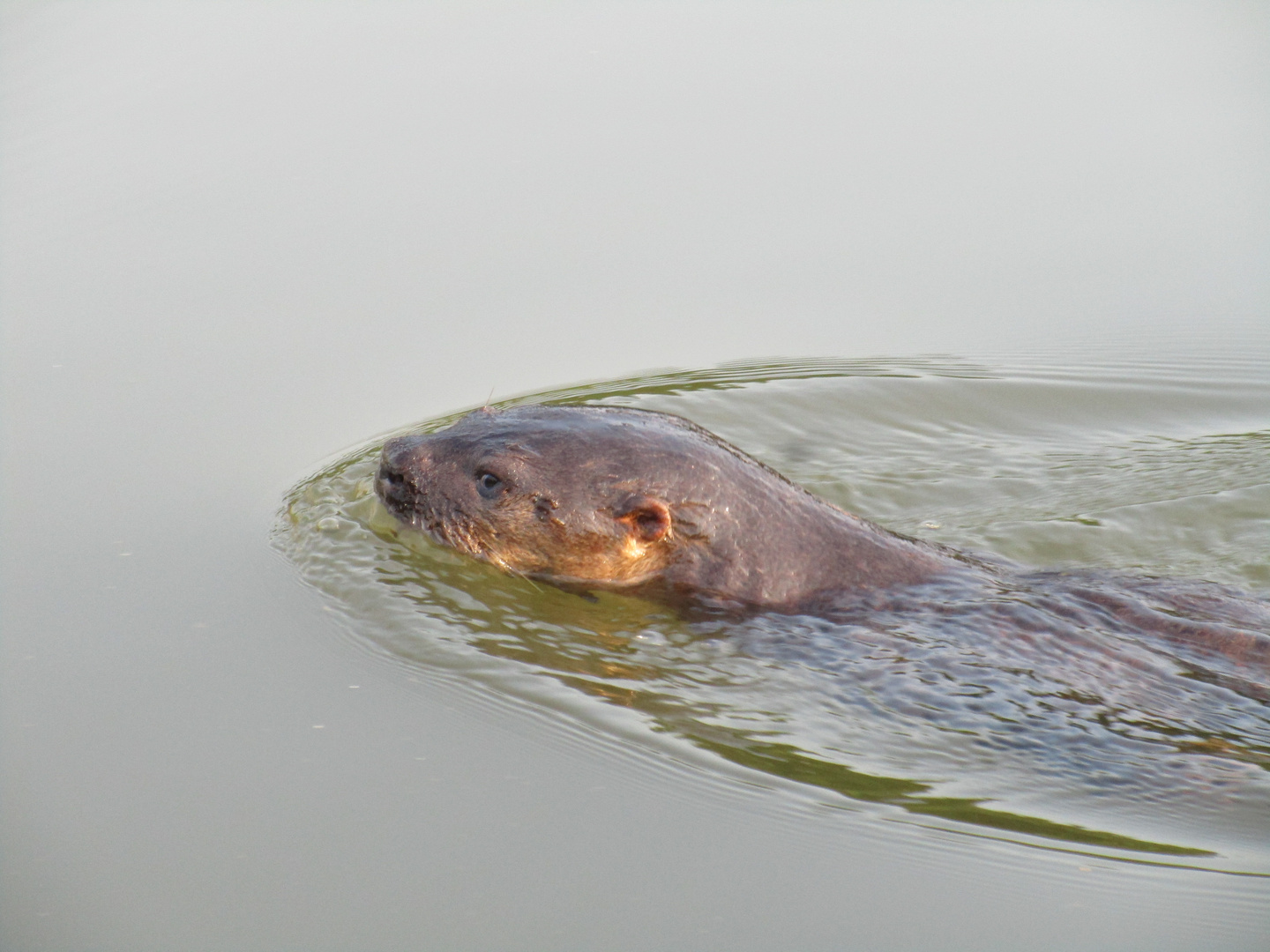 Flussotter