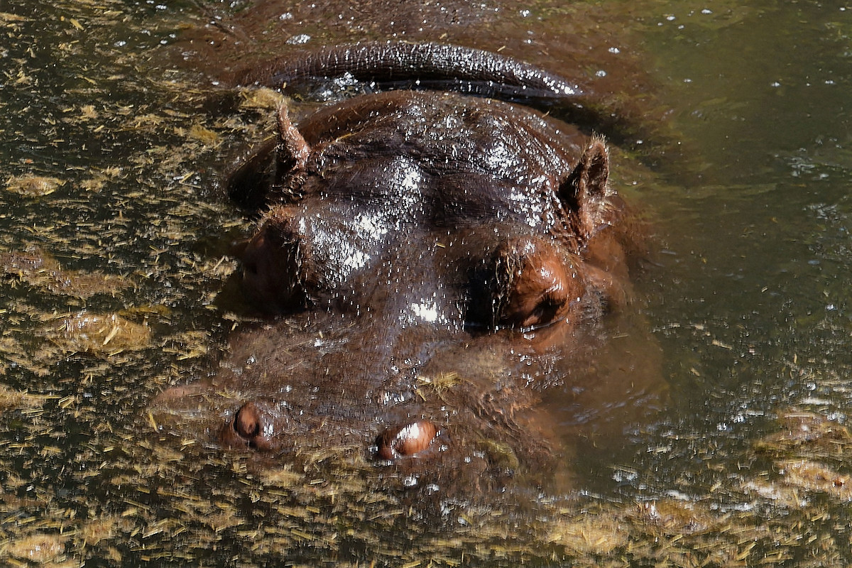 Flußpferd