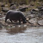 Flußpferd am Mara River