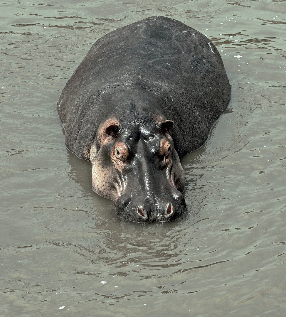 Flusspferd am Mara River, Kenia