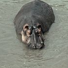 Flusspferd am Mara River, Kenia