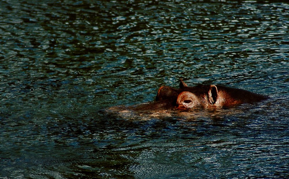 Flusspferd an den Mzima Springs
