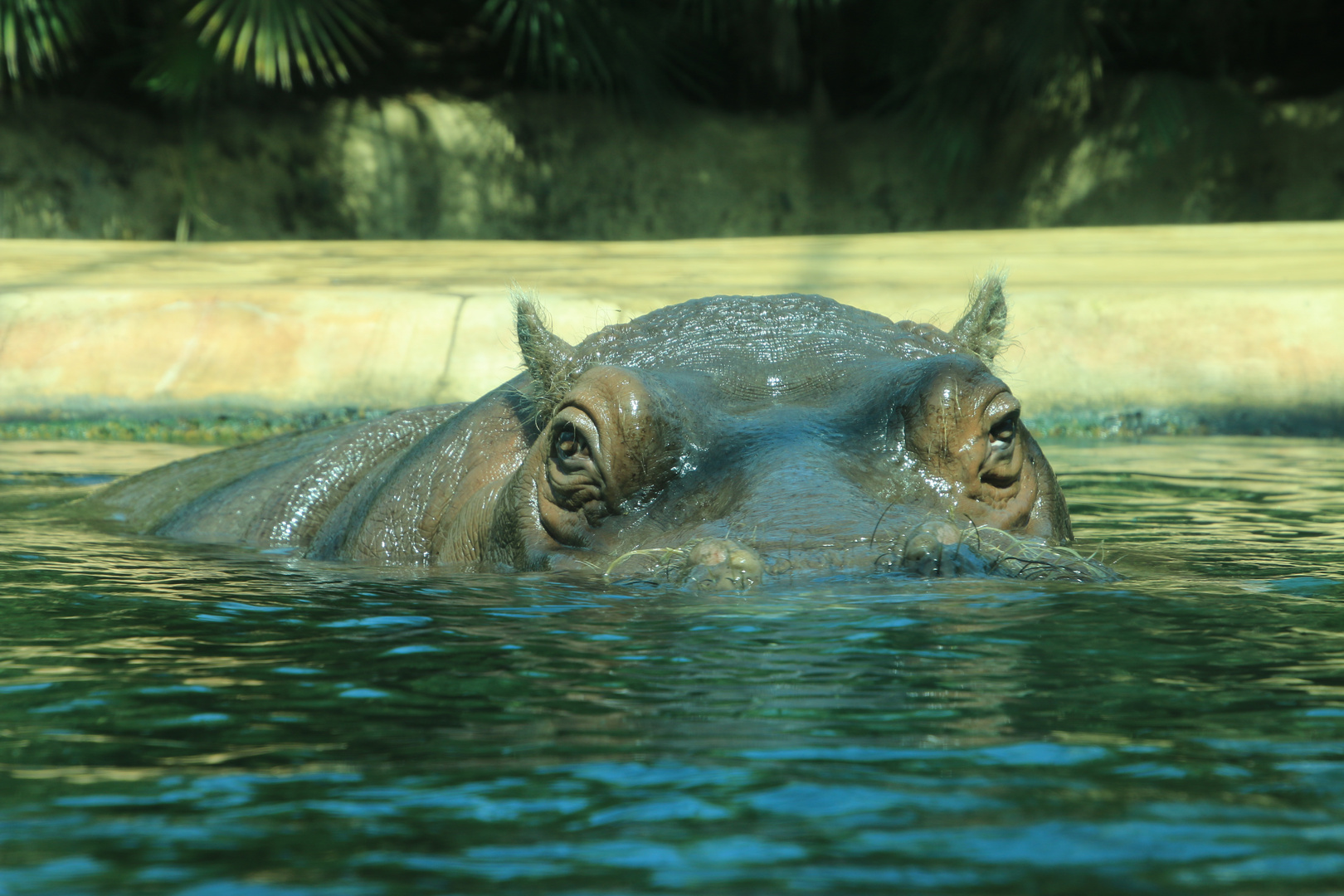 Flusspferd auf der Lauer