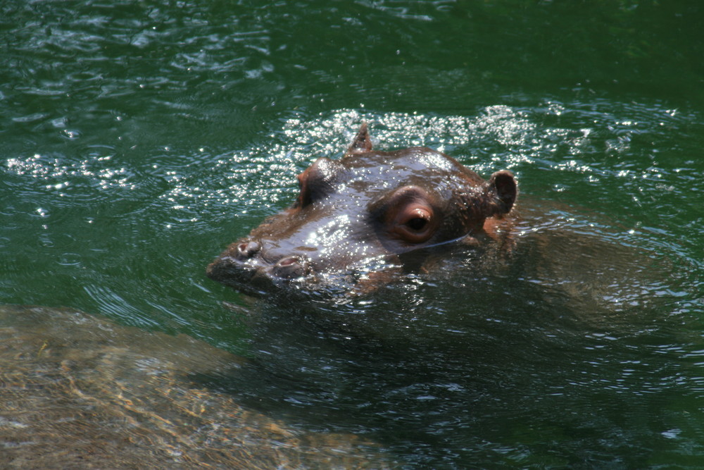 Flusspferd-Baby Fridolin