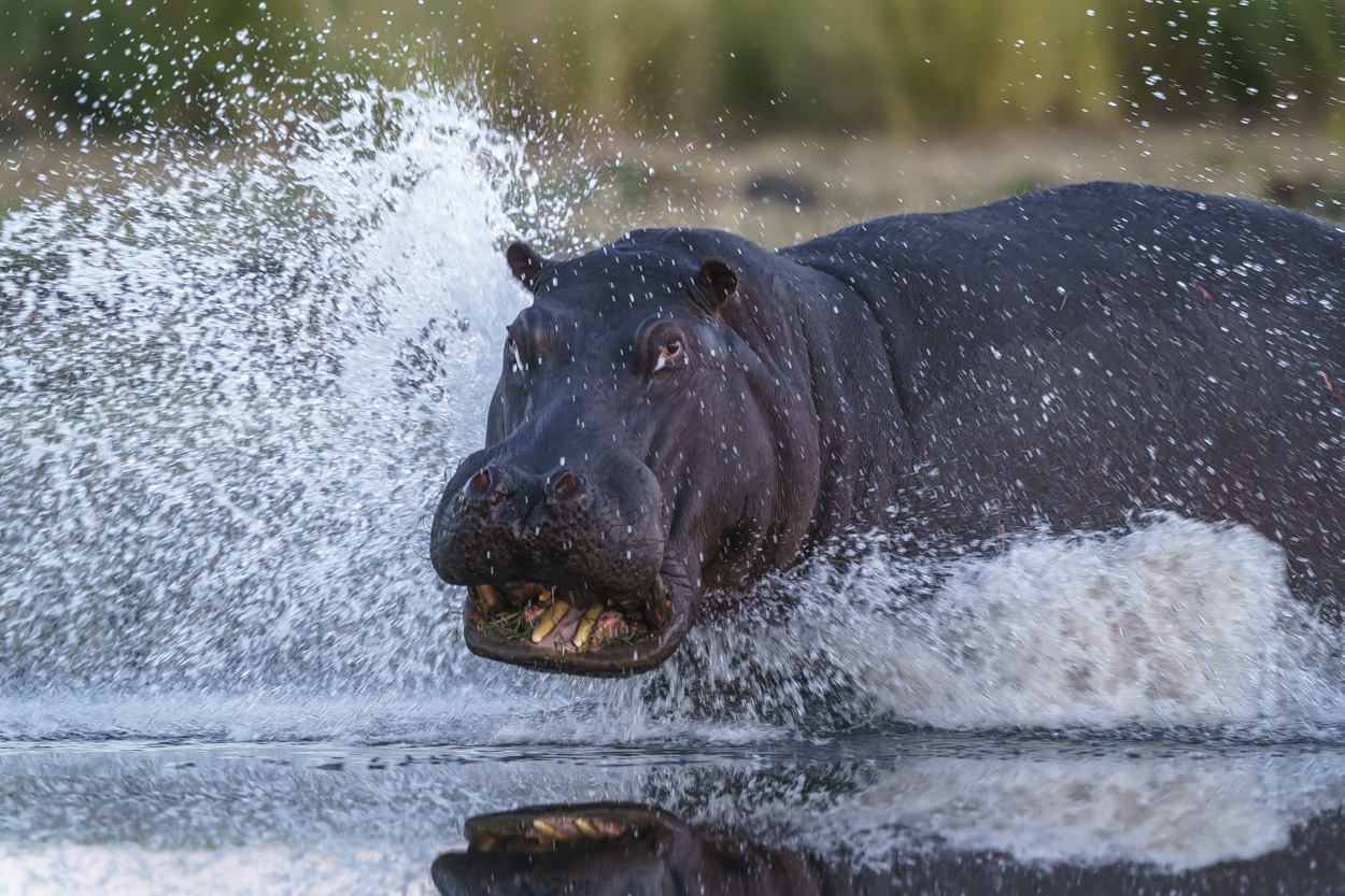 Flusspferd Foto & Bild | gewässer, spritzer, flusspferd Bilder auf ...