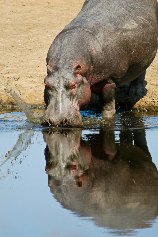 Flusspferd beim Eintauchen ins Wasser