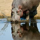 Flusspferd beim Eintauchen ins Wasser