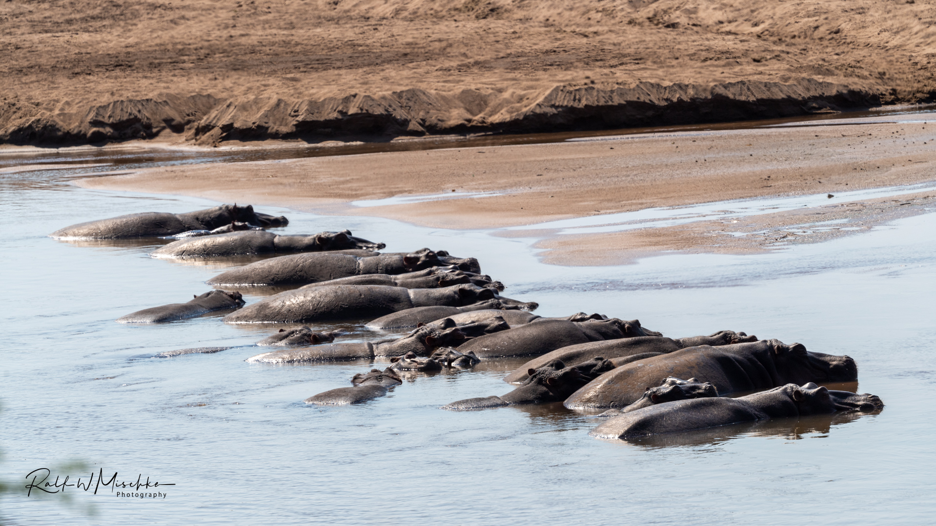 Fluss(pferd)-Blockade im Limpopo 