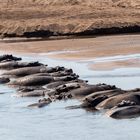 Fluss(pferd)-Blockade im Limpopo 