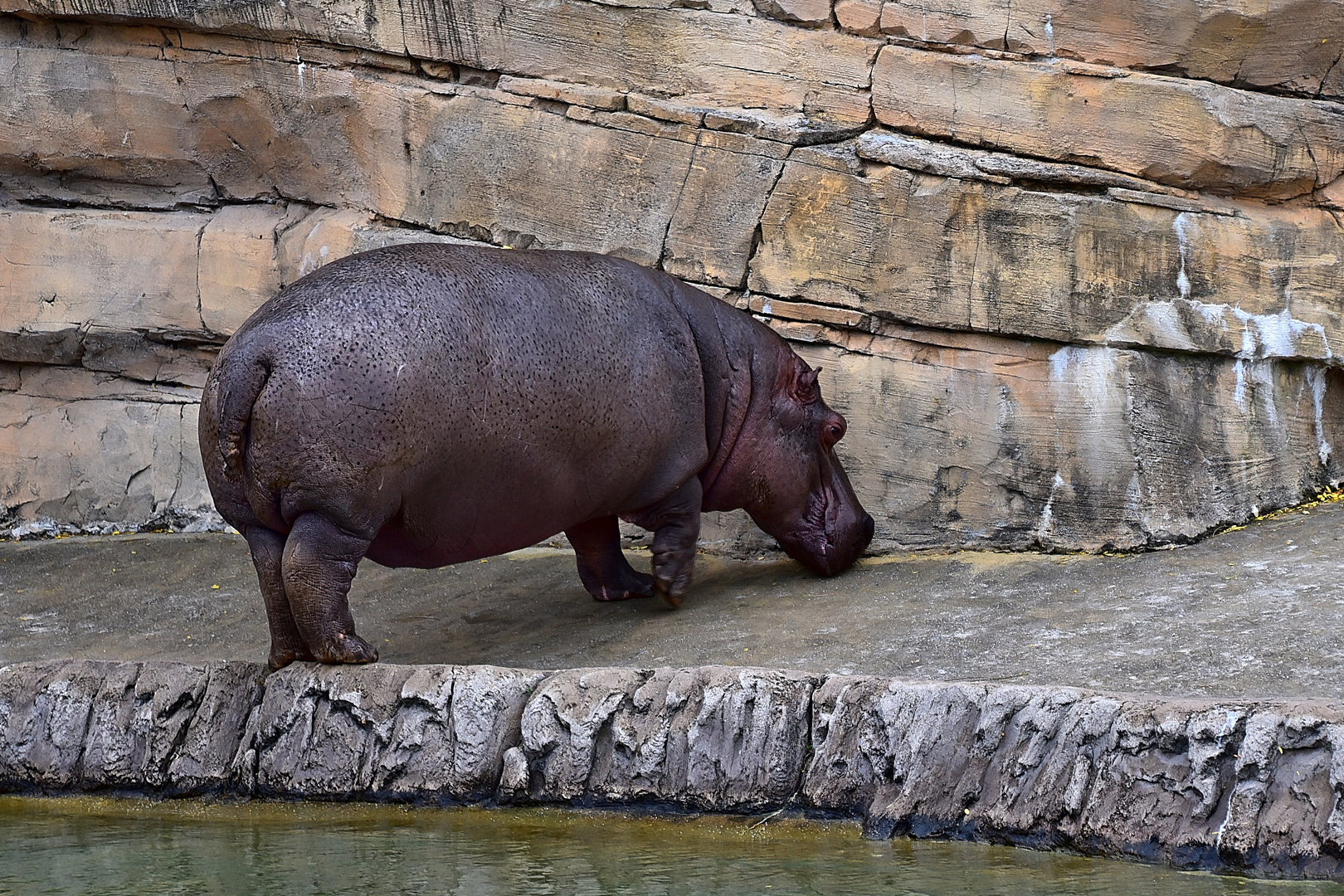 Flusspferd (Hippopotamus amphibius)