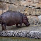 Flusspferd (Hippopotamus amphibius)