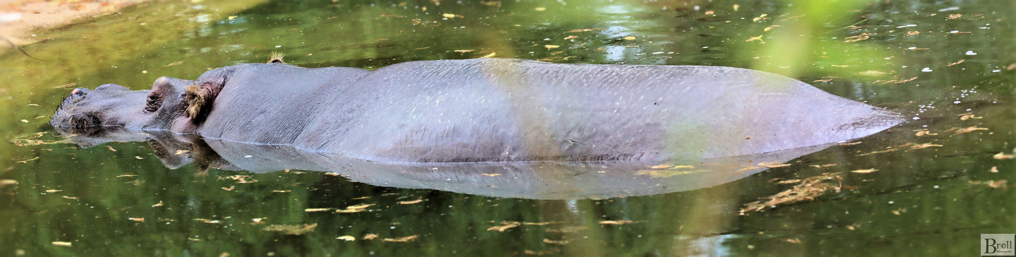 Flusspferd (Hippopotamus amphibius)