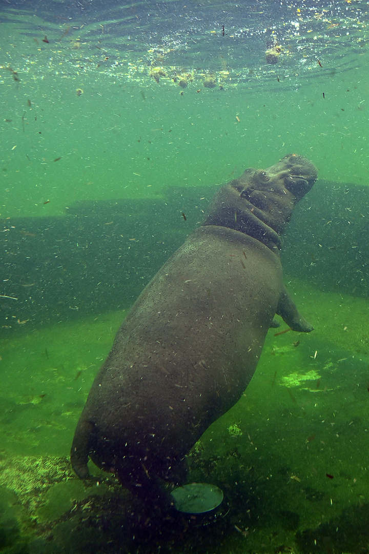 Flusspferd (Hippopotamus amphibius)