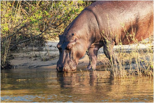 Flusspferd (Hippopotamus amphibius) ...