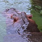 Flusspferd (Hippopotamus amphibius)