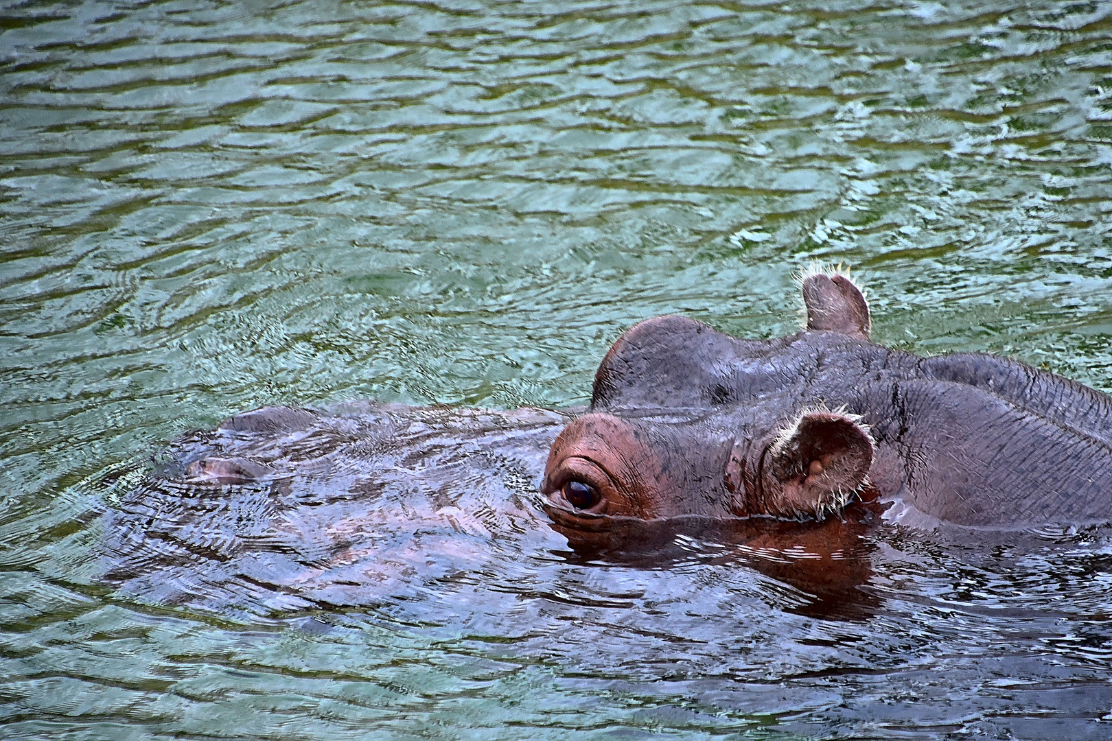 Flusspferd (Hippopotamus amphibius)