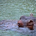 Flusspferd (Hippopotamus amphibius)