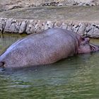 Flusspferd (Hippopotamus amphibius)