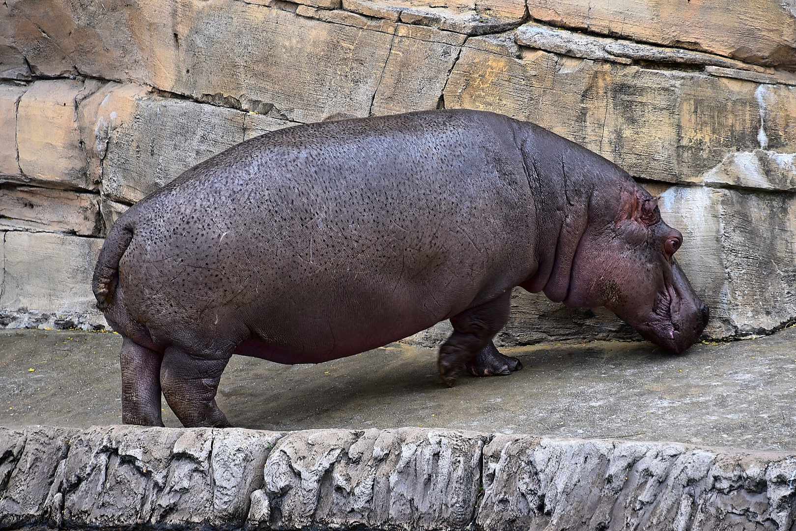 Flusspferd (Hippopotamus amphibius)