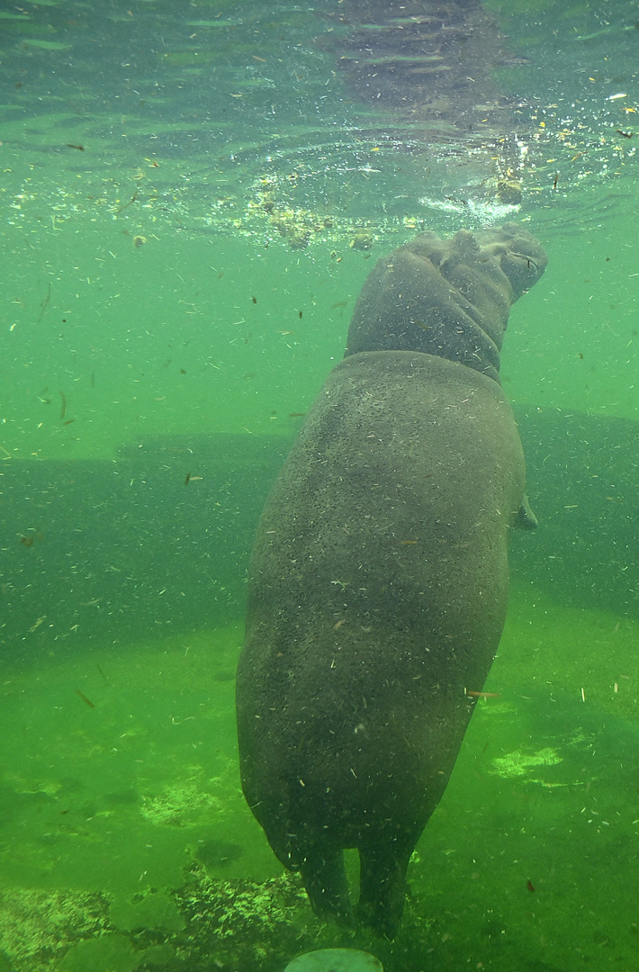 Flusspferd (Hippopotamus amphibius)