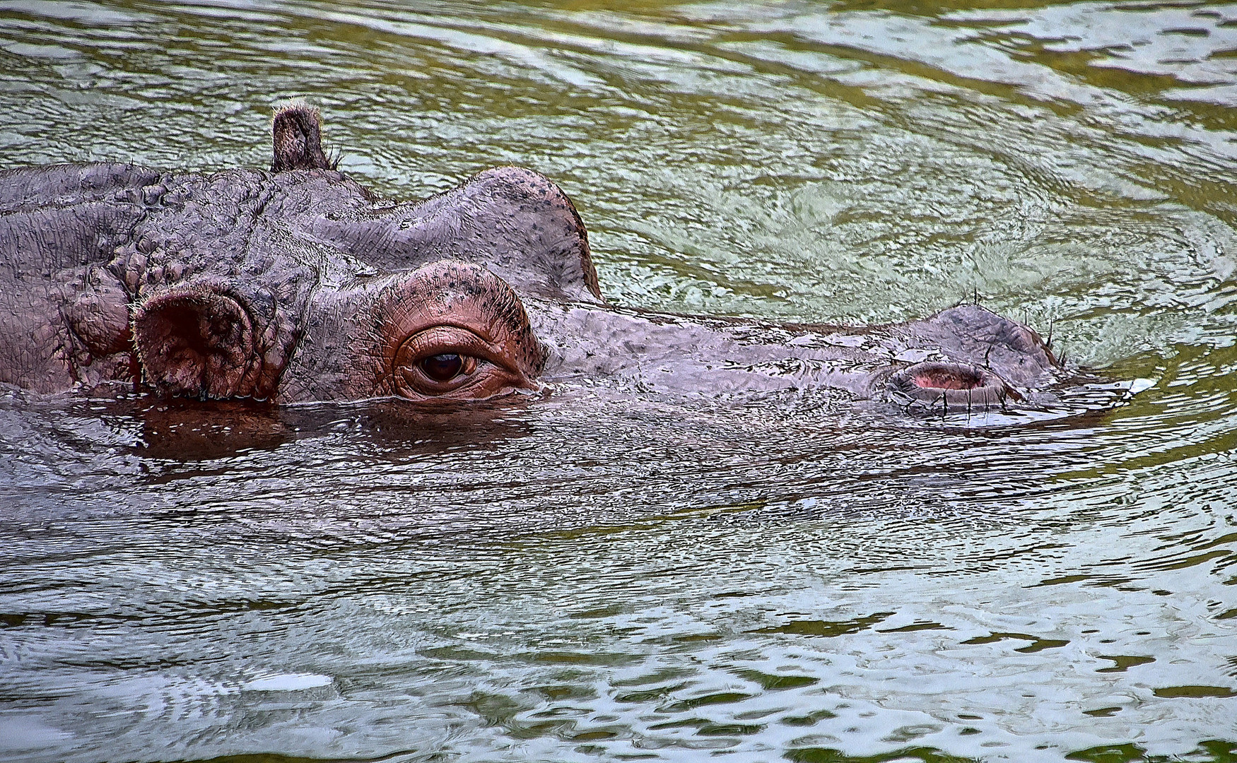 Flusspferd (Hippopotamus amphibius)