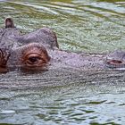 Flusspferd (Hippopotamus amphibius)