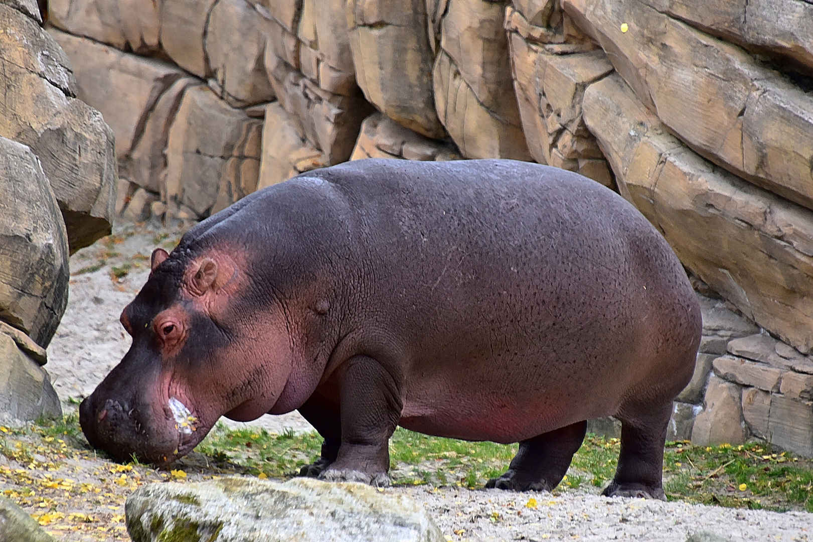 Flusspferd (Hippopotamus amphibius)