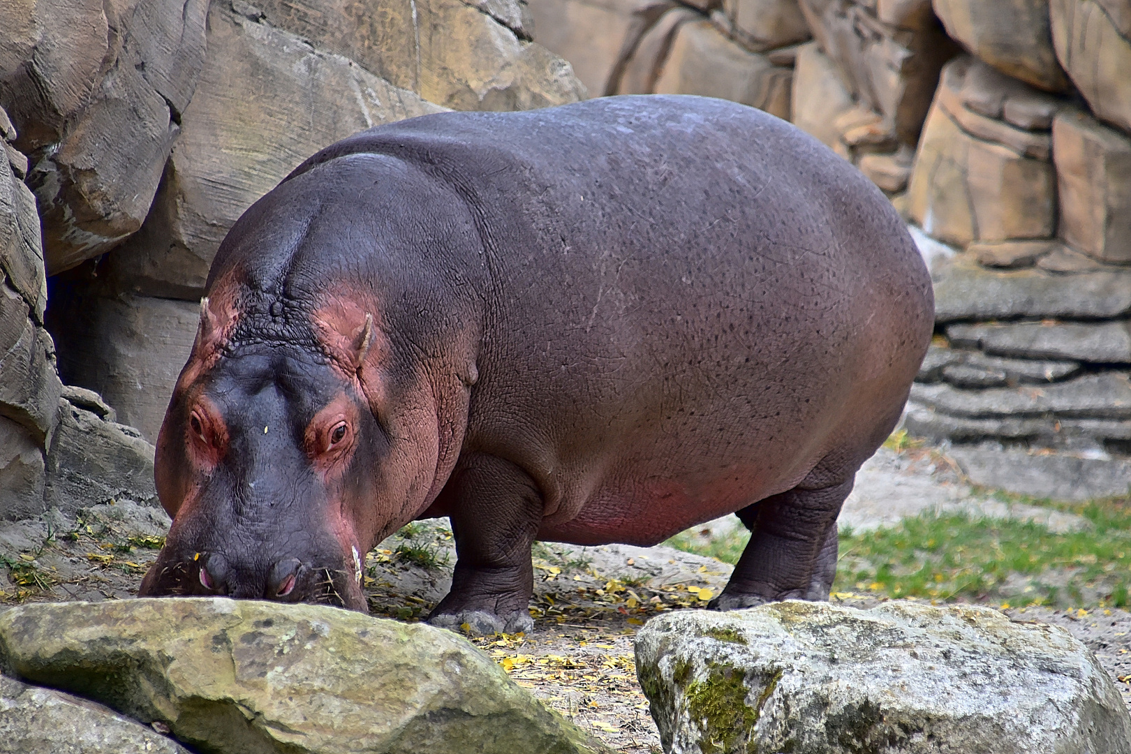 Flusspferd (Hippopotamus amphibius)