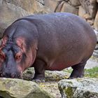 Flusspferd (Hippopotamus amphibius)