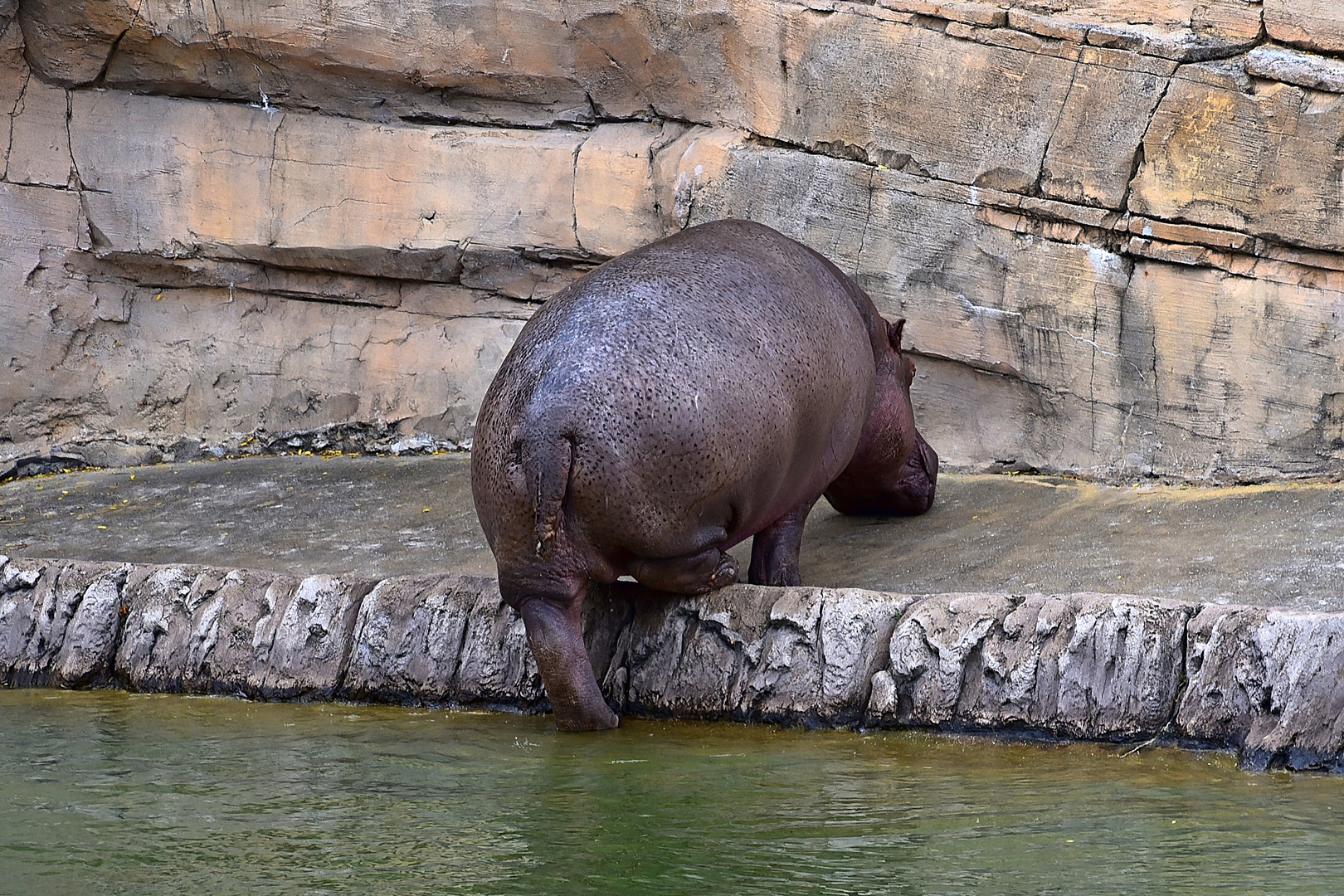 Flusspferd (Hippopotamus amphibius)