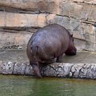 Flusspferd (Hippopotamus amphibius)