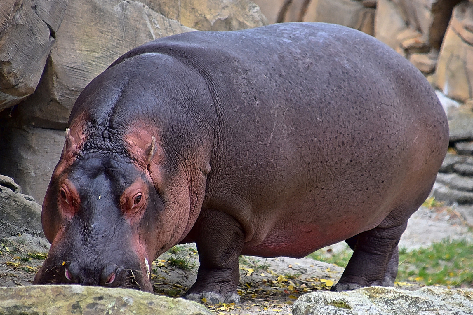  Flusspferd (Hippopotamus amphibius)