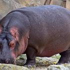  Flusspferd (Hippopotamus amphibius)