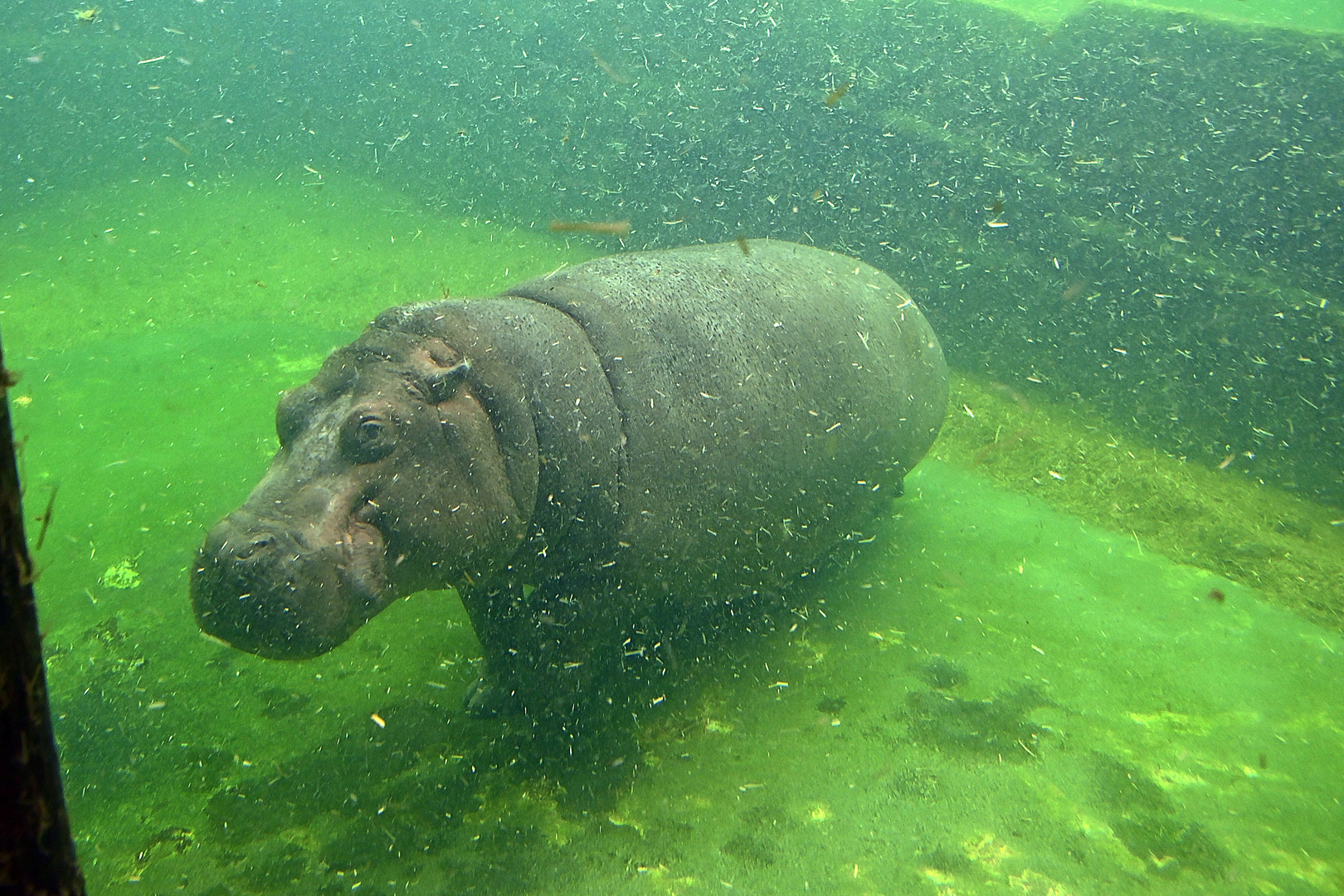 Flusspferd (Hippopotamus amphibius)