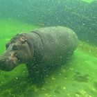 Flusspferd (Hippopotamus amphibius)