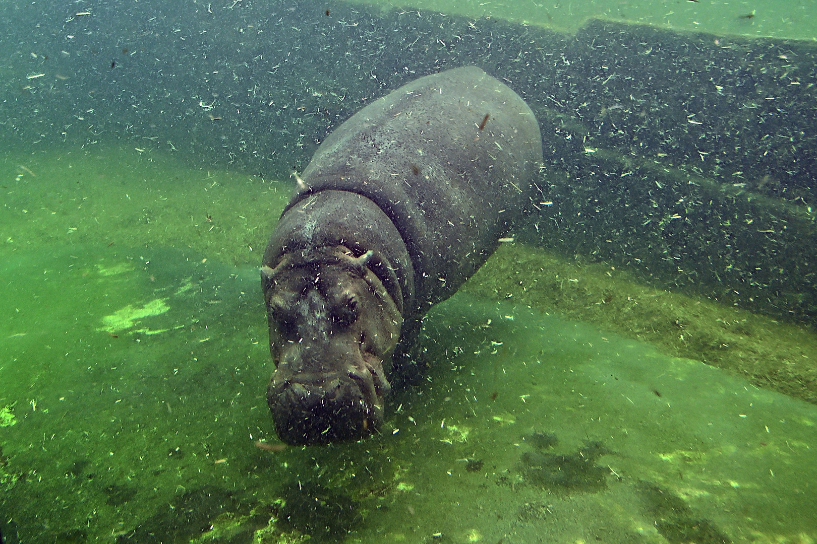 Flusspferd (Hippopotamus amphibius)