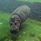 Flusspferd (Hippopotamus amphibius)