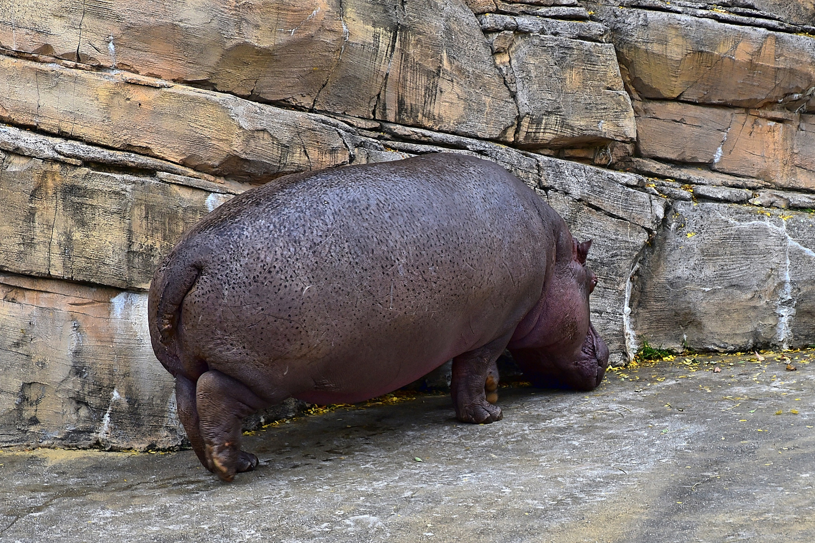 Flusspferd (Hippopotamus amphibius)